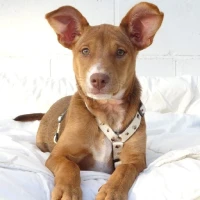 Adopta a Clara