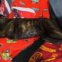 Adopta a Nasly