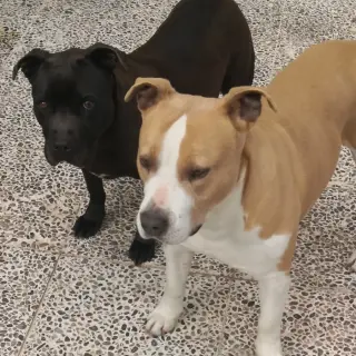 Roco