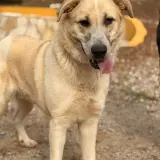 Adopta a Kai
