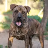 Adopta a Eros