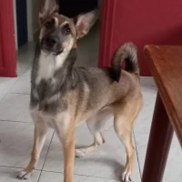 Adopta a Tina