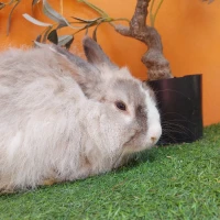 Adopta a Marsmallow ( Bloque A)