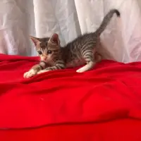 Adopta a Peque