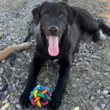 Adopta a Morgan