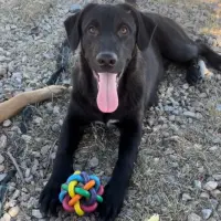 Adopta a Morgan