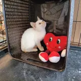 Adopta a Mati