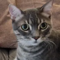 Adopta a Ciro