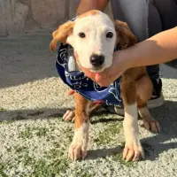 Adopta a Túnez