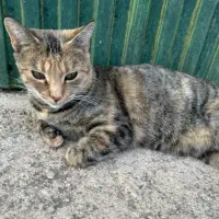 Adopta a Julieta.