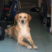 Adopta a Sol