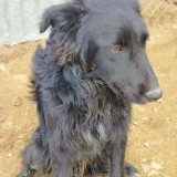 Adopta a Carbon