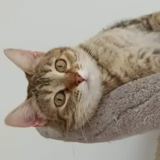 Nora