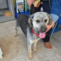 Adopta a Marley, Perro De Aguas, Tlf 645978718