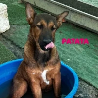 Adopta a Patata