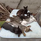 Adopta a Nit, Sil, Doc, ...