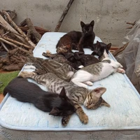 Adopta a Nit, Sil, Doc, ...