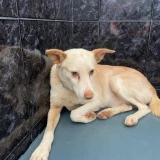 Adopta a Pau - Perrito Muy Nobletlf 645978718