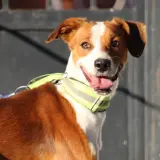 Adopta a Oreo