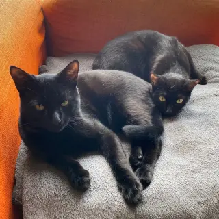 Aisa y Firu
