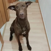 Adopta a Rayo