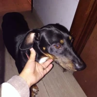 Adopta a Teddy