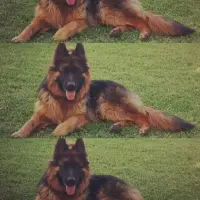 Adopta a Thor