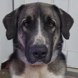 Adopta a Bruno