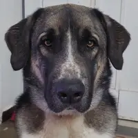 Adopta a Bruno