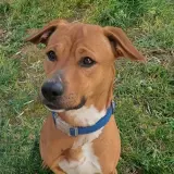 Adopta a Lucas
