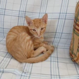 Adopta a Nemo