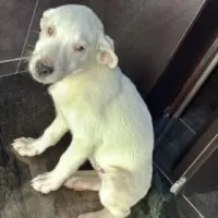 Adopta a Nata