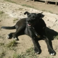 Adopta a Maia
