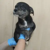 Adopta a Atún