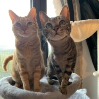 Adopta a Chia Y Avena