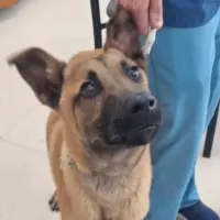 Adopta a Bambi