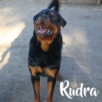 Adopta a Rudra