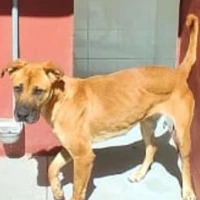 Adopta a Maya