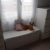 Adopta a Leo