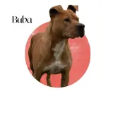 Adopta a Buba