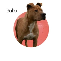 Adopta a Buba