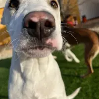 Adopta a Milo
