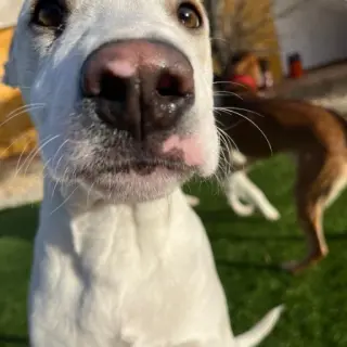 Milo