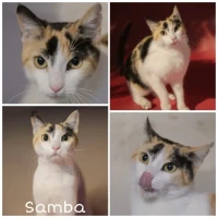 Adopta a Samba