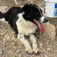 Adopta a Leo, Perrito  Muy Cariñoso Tlf 645978718