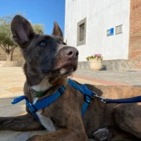 Adopta a Blu