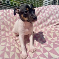 Adopta a Leah