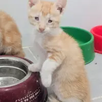 Adopta a Bretón