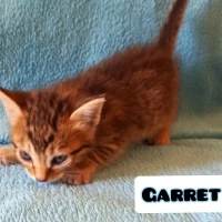 Adopta a Garret