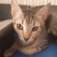 Adopta a Ona